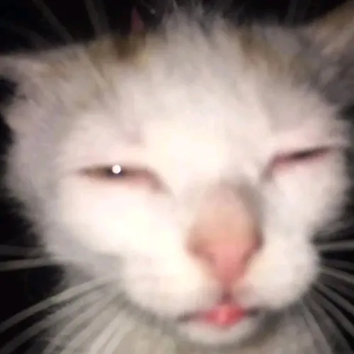 thicchonkycat