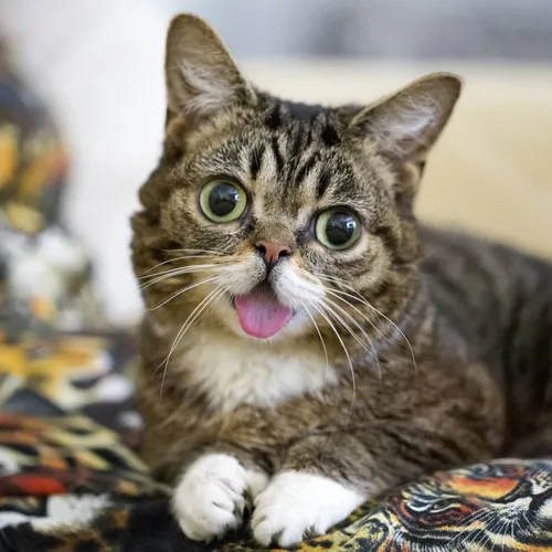 iamlilbub