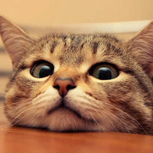 lovelycatonline
