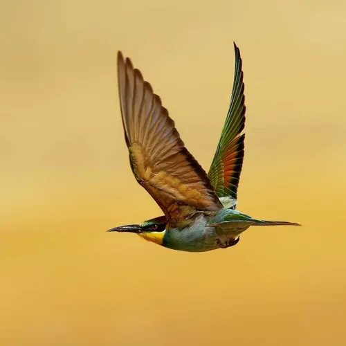 best_birds_planet