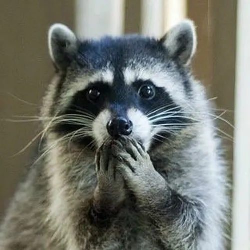 awesome.raccoon