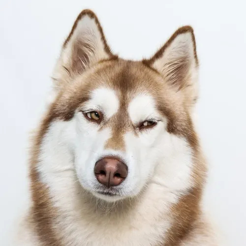 blant_ahusky