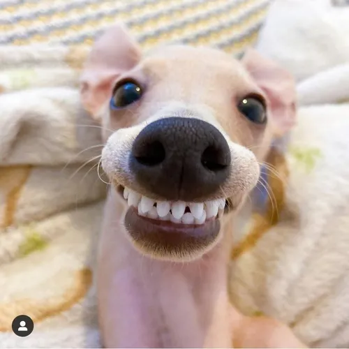 meekotheiggy