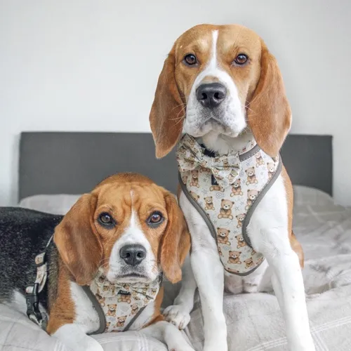 beagleskiko