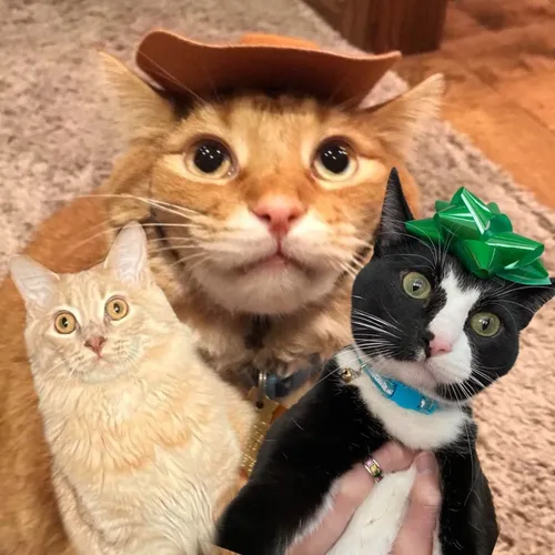 chonkandbeans