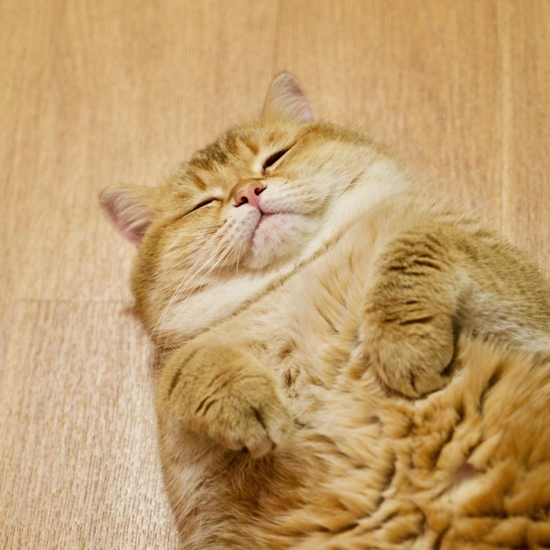 Hosico Cat's profile