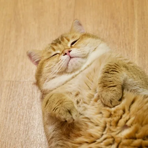 hosico_cat