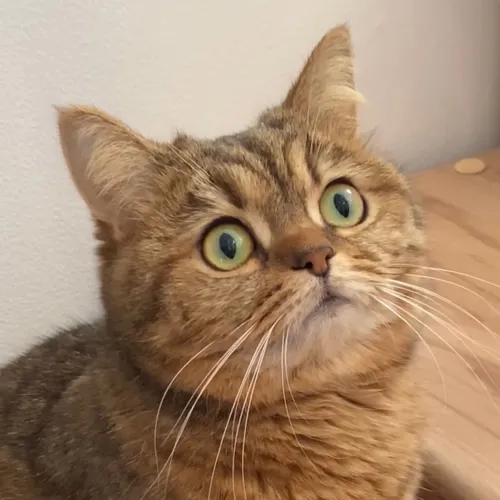 pumatheweirdo3