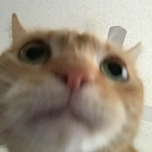 rartcattos