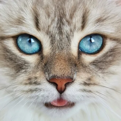 umasiberian