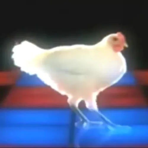 dancing.chiken