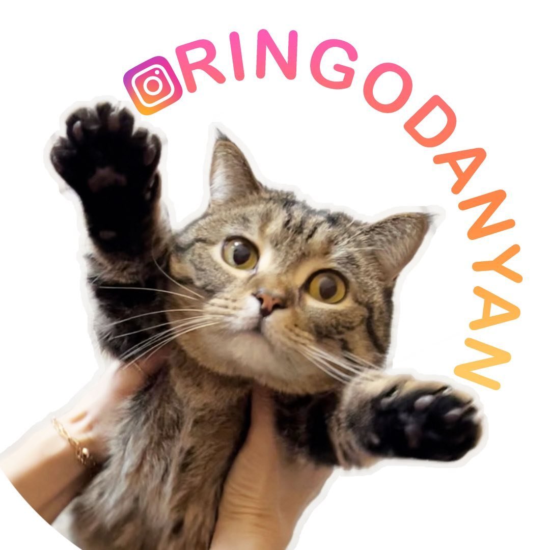 Ringo the Cat's profile