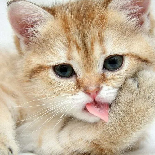 cutecatonline