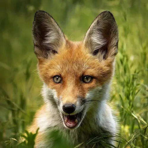 _fox.community_