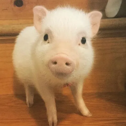 cutest.pigs