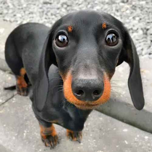 loulouminidachshund