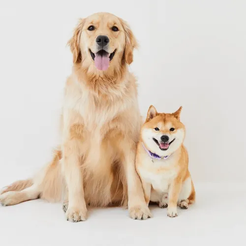 shiba_uni_20190107
