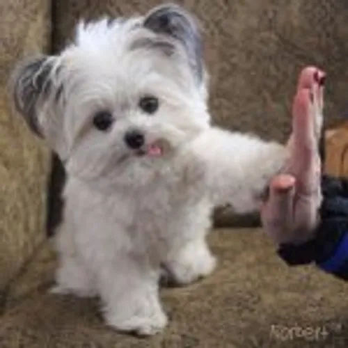 norbertthedog