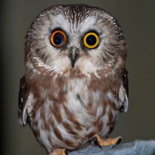 owlsoftheday
