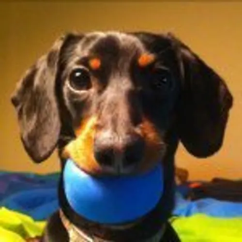 crusoe_dachshund