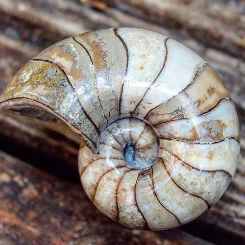yorkshire.fossils