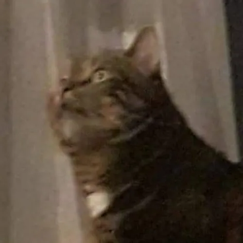 brokencattos