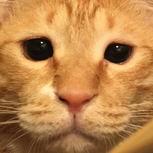 gupitaro
