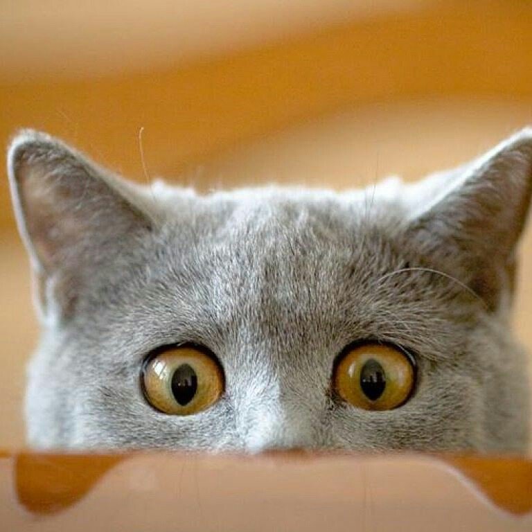 Happy Cat Club's profile