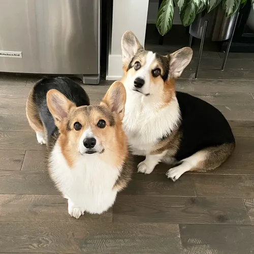 bradythecorgi