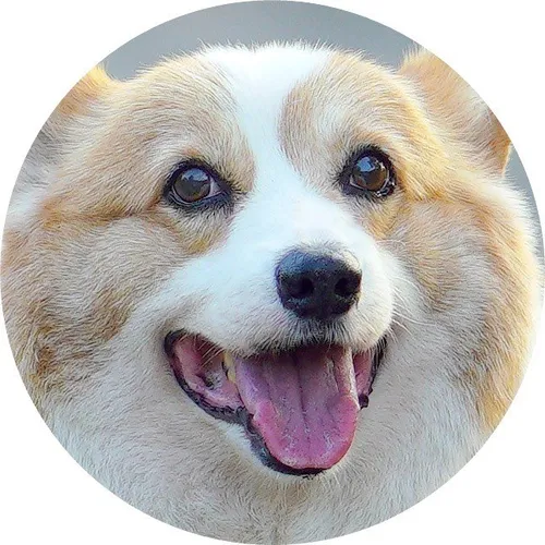 corgimango