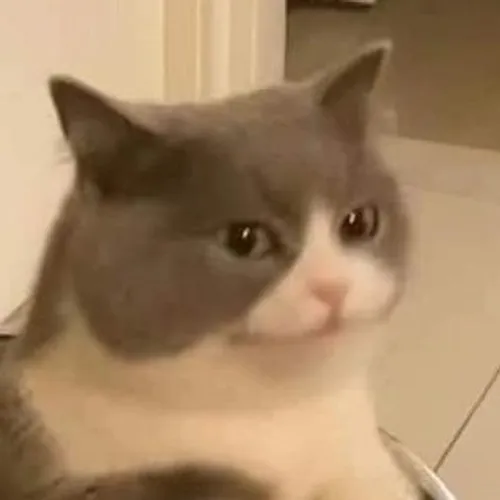 introvertcats