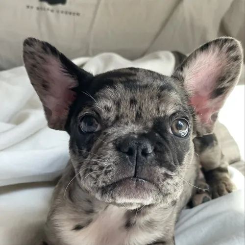 remi_the_frenchieee