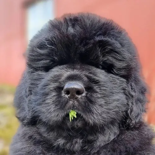 newfoundlandklub
