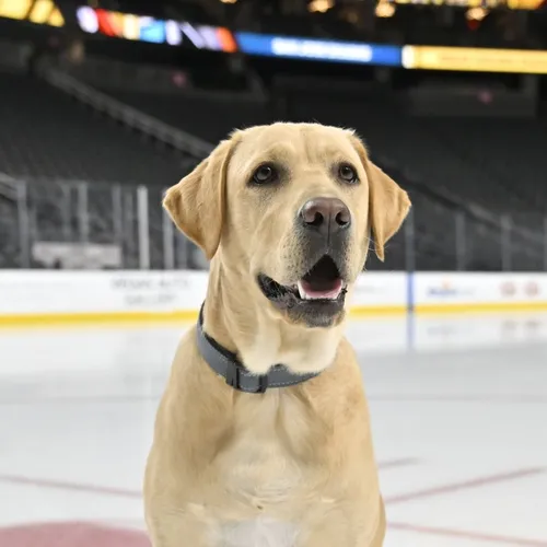 vgkpup