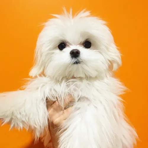 cocothemaltesedog